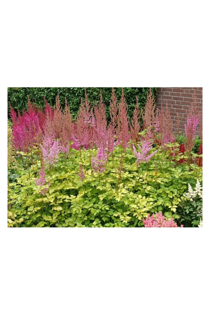Tawułka 'Color Flash Lime' | Astilbe