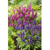 Szałwia omszona 'Blue Marvel' Salvia nemorosa
