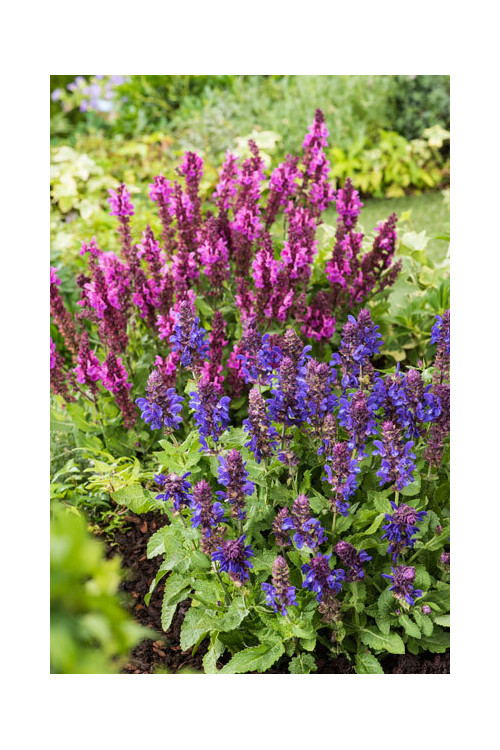 Szałwia omszona 'Blue Marvel' Salvia nemorosa