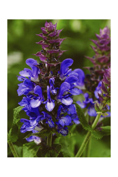 Szałwia omszona 'Blue Marvel' Salvia nemorosa