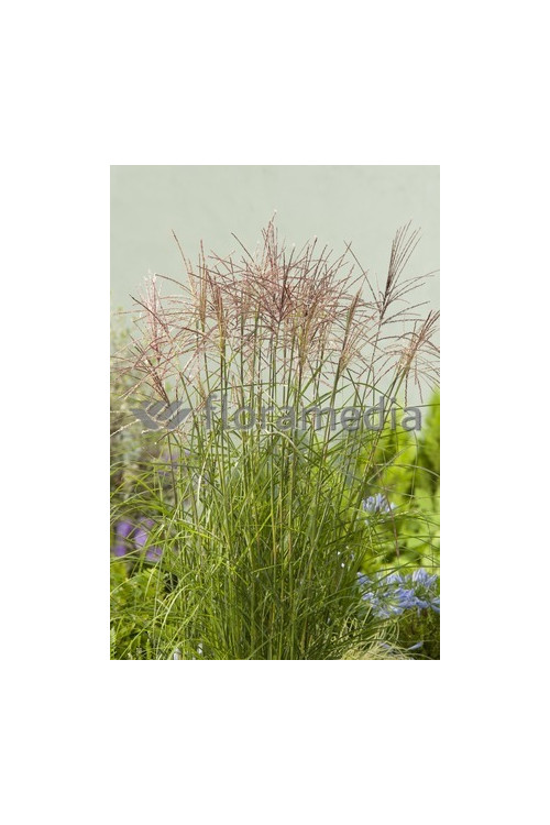 Miskant chiński 'Roter Pfeil' | Miscanthus sinensis
