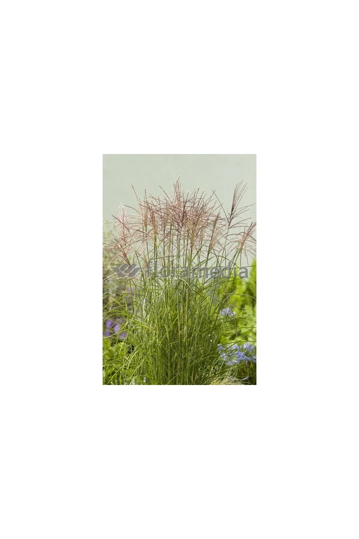 Miskant chiński 'Roter Pfeil' | Miscanthus sinensis