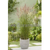 Miskant chiński 'Roter Pfeil' | Miscanthus sinensis