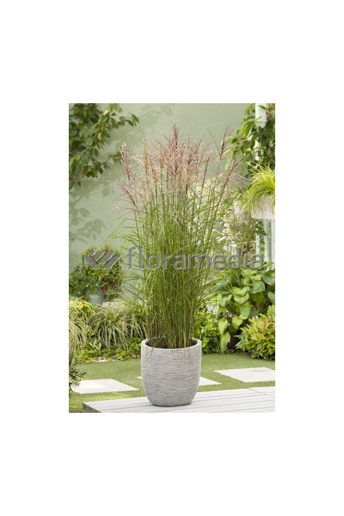 Miskant chiński 'Roter Pfeil' | Miscanthus sinensis
