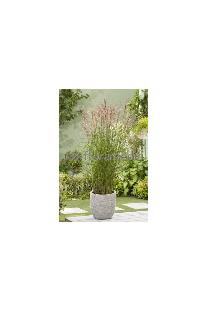 Miskant chiński 'Roter Pfeil' | Miscanthus sinensis