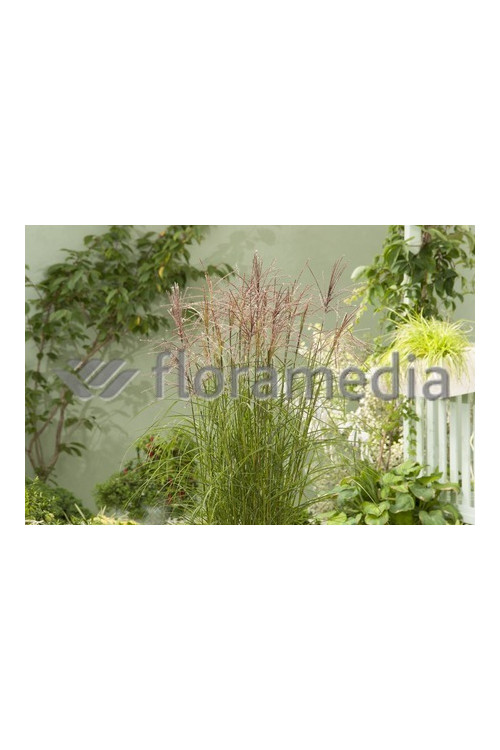 Miskant chiński 'Roter Pfeil' | Miscanthus sinensis