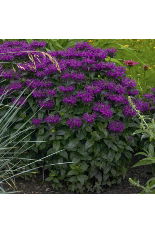 Pysznogłówka 'SUGAR BUZZ Grape Gumball' | Monarda