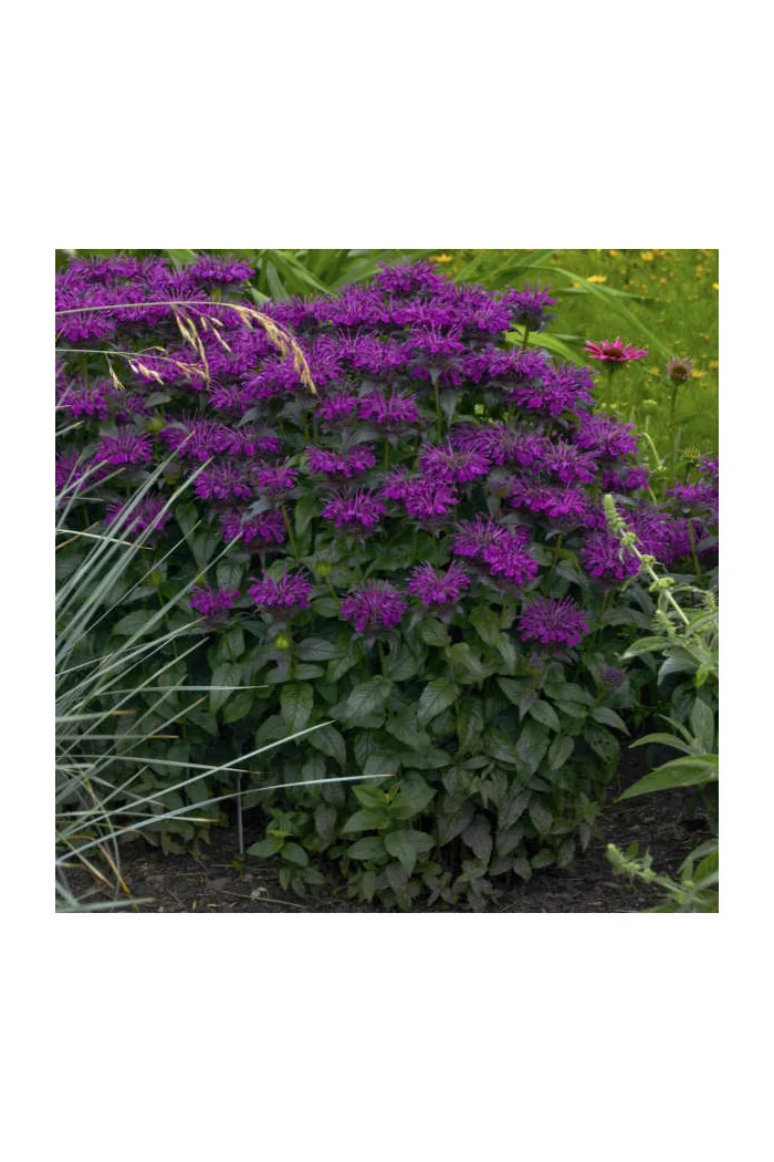 Pysznogłówka 'SUGAR BUZZ Grape Gumball' | Monarda