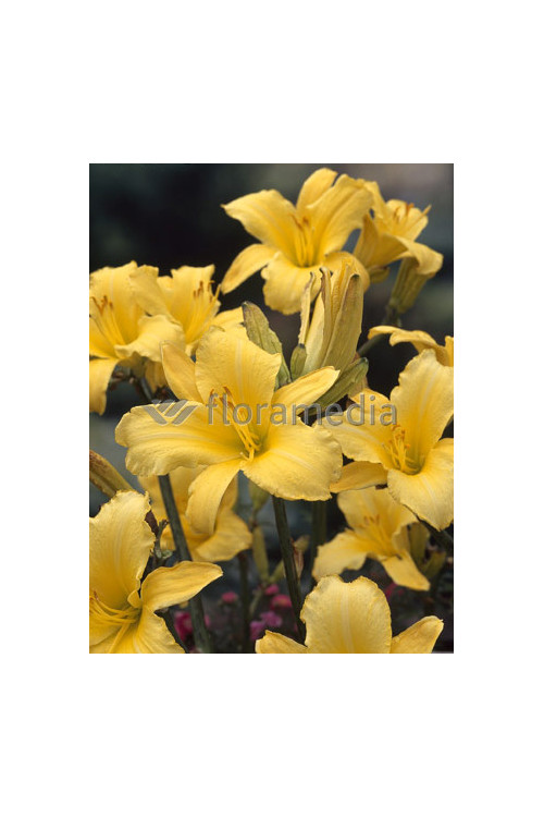 Liliowiec 'Mary Todd' | Hemerocallis