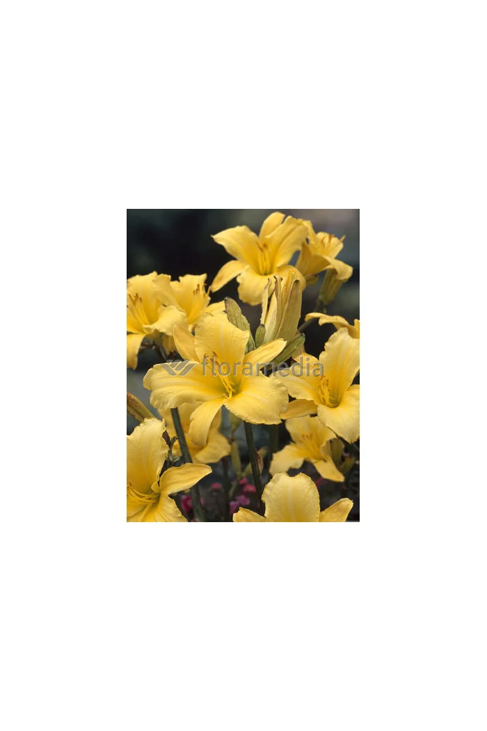 Liliowiec 'Mary Todd' | Hemerocallis