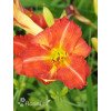 Liliowiec 'Red Rum' | Hemerocallis