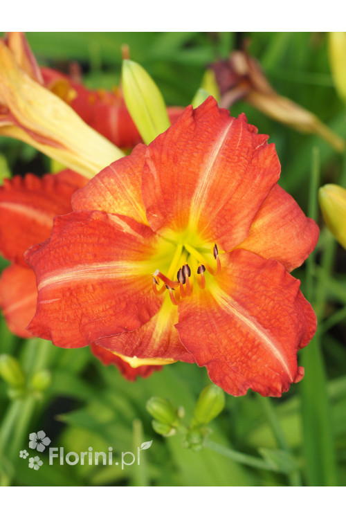 Liliowiec 'Red Rum' | Hemerocallis