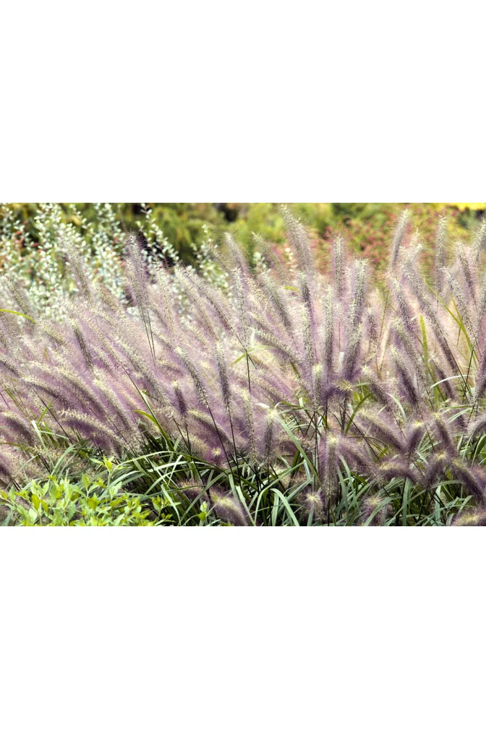 Rozplenica japońska 'Moudry' | Pennisetum alopecuroides