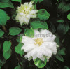 Powojnik 'Duchess of Edinburgh' |Clematis