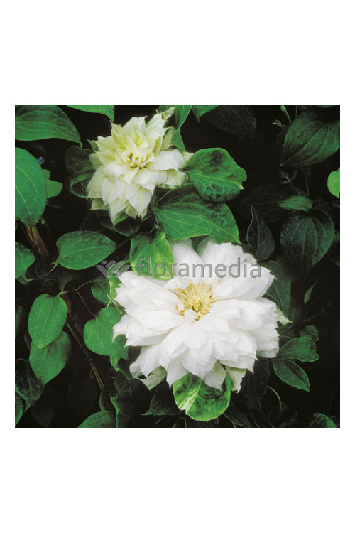 Powojnik 'Duchess of Edinburgh' |Clematis