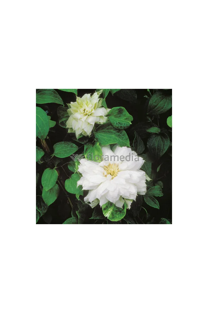 Powojnik 'Duchess of Edinburgh' |Clematis