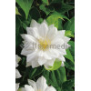 Powojnik 'Duchess of Edinburgh' |Clematis