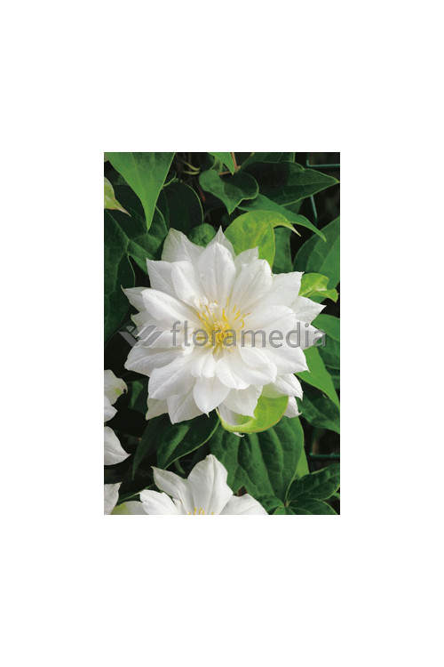 Powojnik 'Duchess of Edinburgh' |Clematis