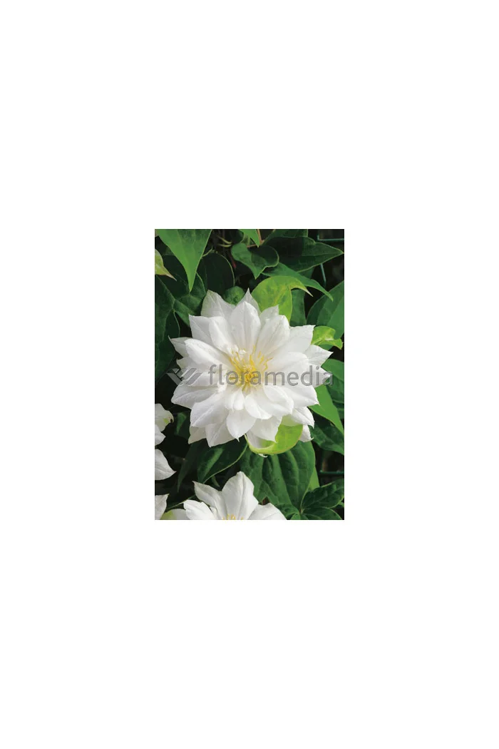 Powojnik 'Duchess of Edinburgh' |Clematis