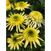 Jeżówka 'Sundial Zenith' | Echinacea