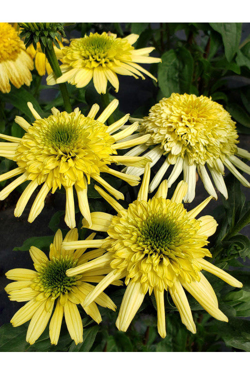 Jeżówka 'Sundial Zenith' | Echinacea