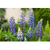 Łubin niski 'Gallery Blue' | Lupinus nanus russell