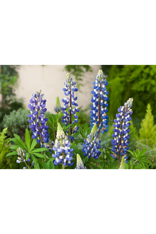 Łubin niski 'Gallery Blue' | Lupinus nanus russell
