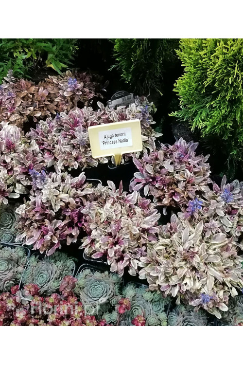 Dąbrówka Tenora 'Princess Nadia' Ajuga tenorii