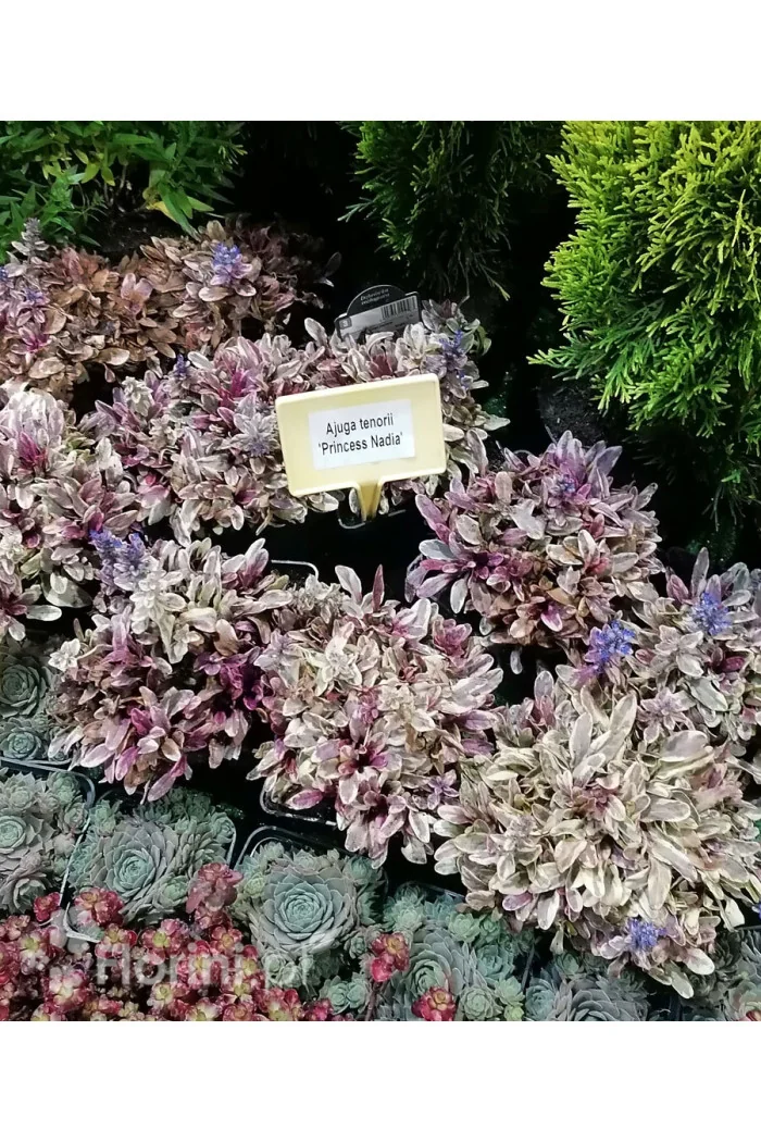 Dąbrówka Tenora 'Princess Nadia' Ajuga tenorii