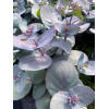 Rozchodnik 'Sunsparkler Blue Pearl' | Sedum