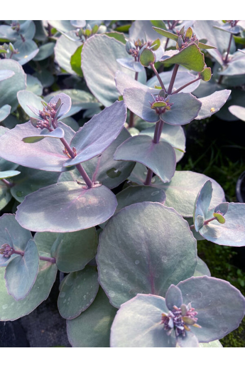 Rozchodnik 'Sunsparkler Blue Pearl' | Sedum