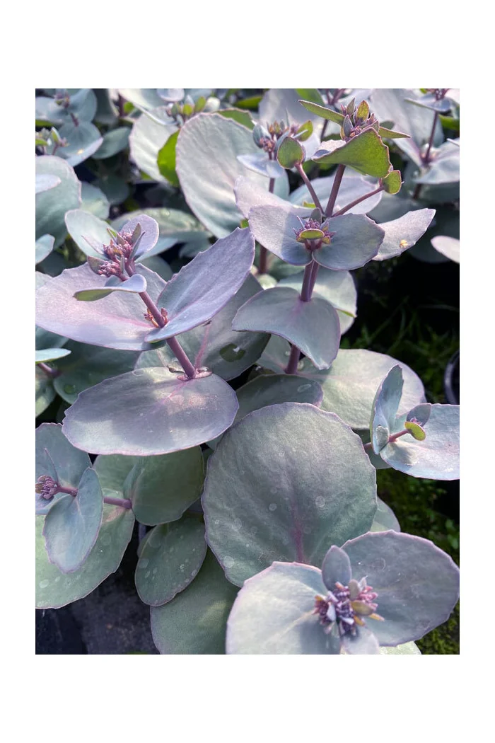 Rozchodnik 'Sunsparkler Blue Pearl' | Sedum