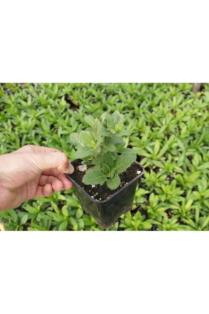 Szałwia Sensation 'Medium White' | Salvia