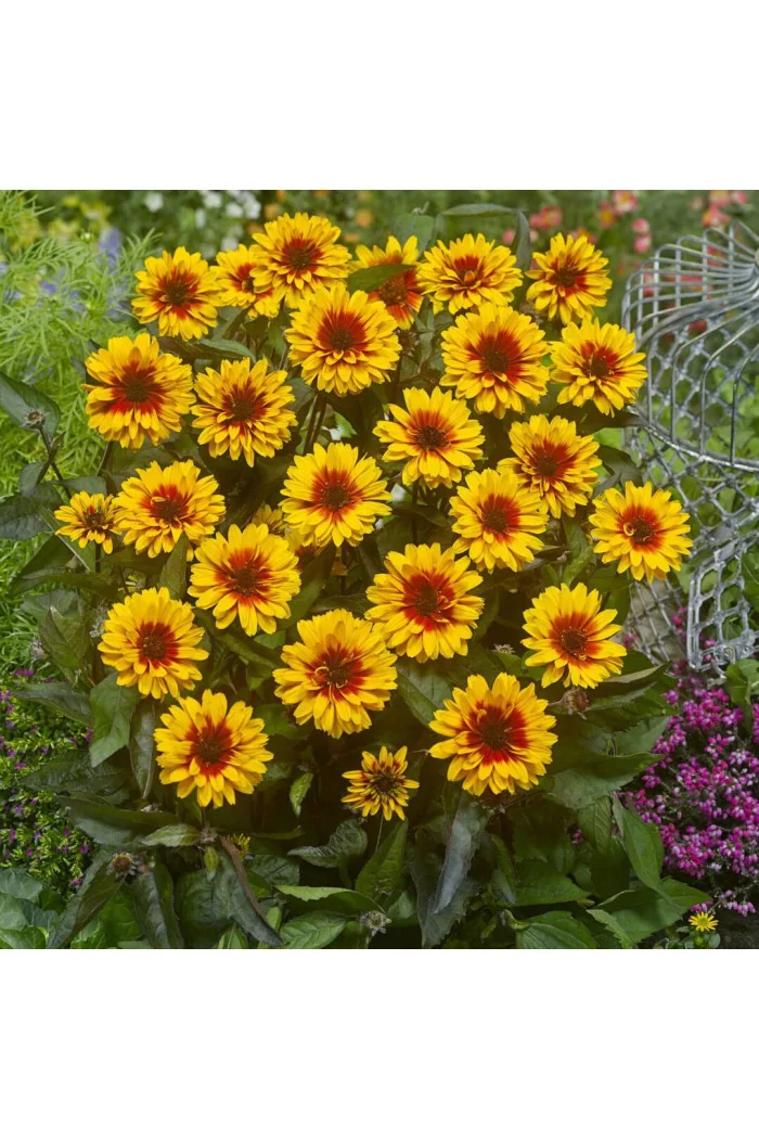 Słoneczniczek szorstki 'Funky Spinner' | Heliopsis helianthoides