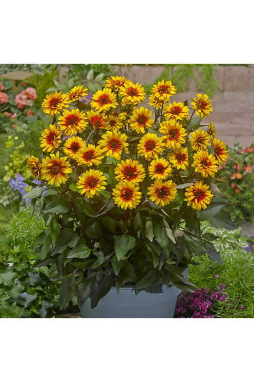 Słoneczniczek szorstki 'Funky Spinner' | Heliopsis helianthoides