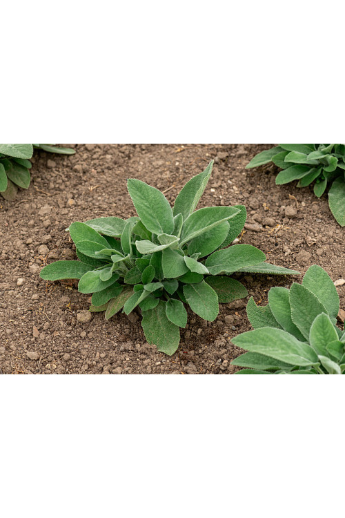 Czyściec wełnisty 'Helene Von Stein (Big Ears)'| Stachys byzantina