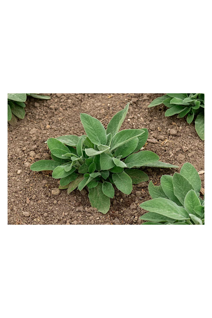 Czyściec wełnisty 'Helene Von Stein (Big Ears)'| Stachys byzantina