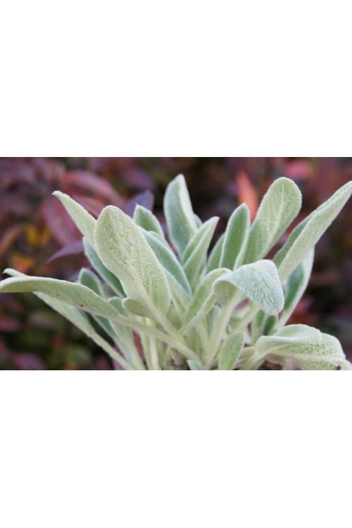 Czyściec wełnisty 'Helene Von Stein (Big Ears)'| Stachys byzantina