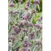 Czyściec wełnisty 'Helene Von Stein (Big Ears)'| Stachys byzantina