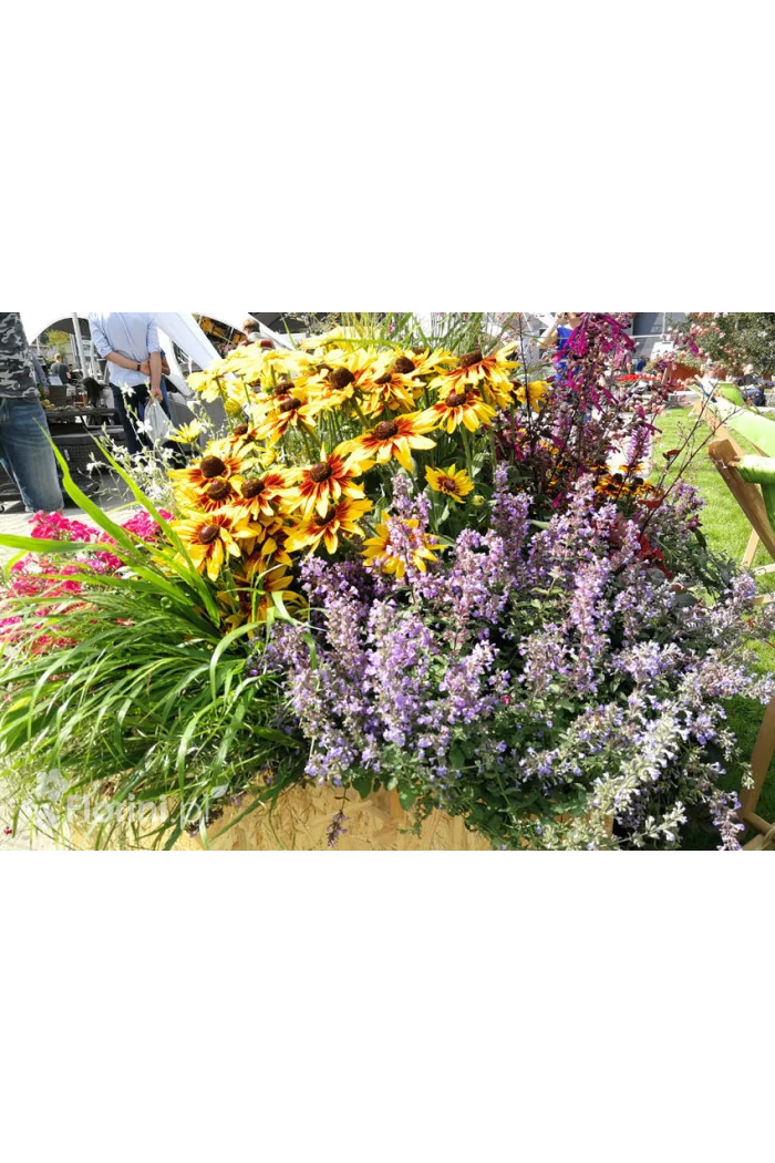 Kocimiętka Faassena 'Purrsian Blue' | Nepeta faassenii