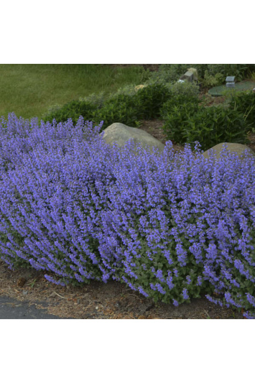 Kocimiętka Faassena 'Purrsian Blue' | Nepeta faassenii