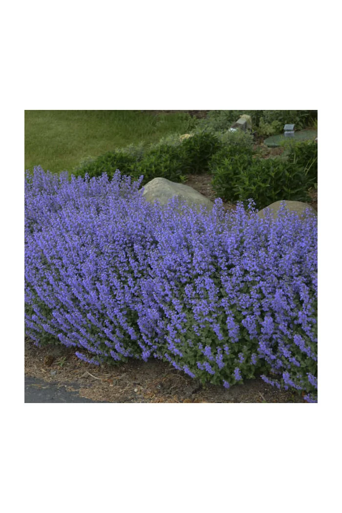 Kocimiętka Faassena 'Purrsian Blue' | Nepeta faassenii