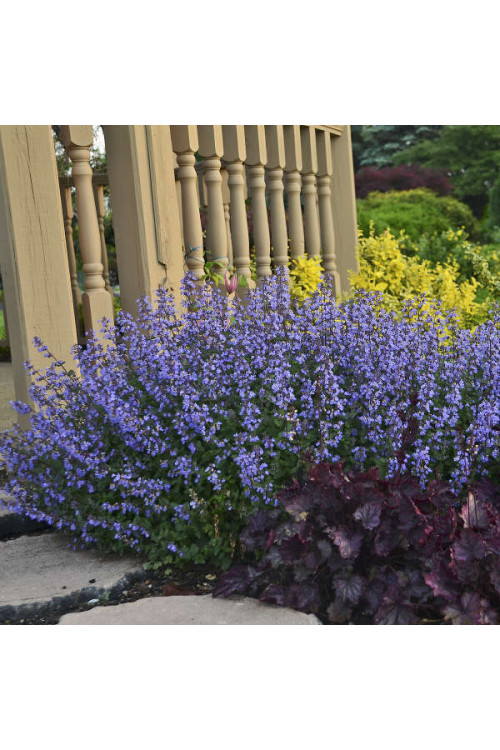 Kocimiętka Faassena 'Purrsian Blue' | Nepeta faassenii