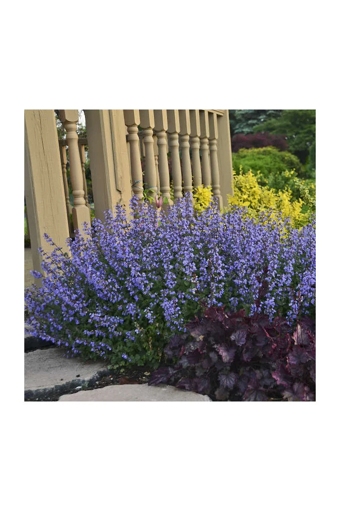 Kocimiętka Faassena 'Purrsian Blue' | Nepeta faassenii