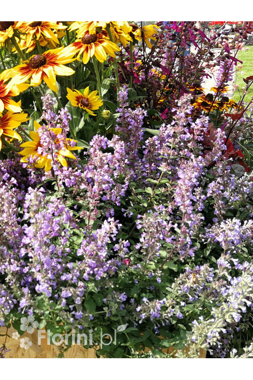 Kocimiętka Faassena 'Purrsian Blue' | Nepeta faassenii