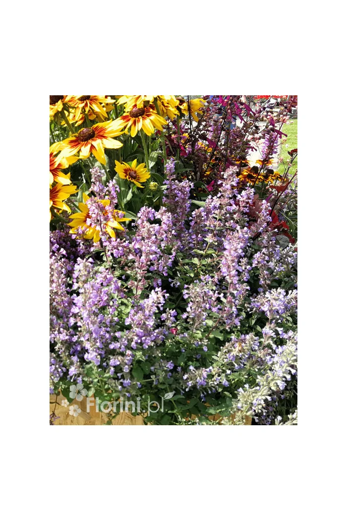 Kocimiętka Faassena 'Purrsian Blue' | Nepeta faassenii