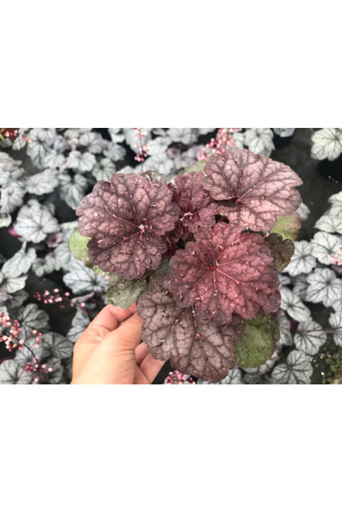 Żurawka 'World Cafe Shakerato' | Heuchera