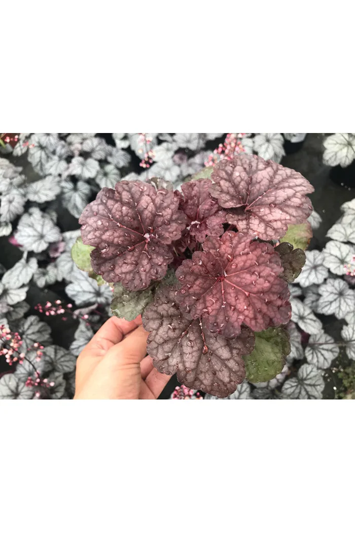 Żurawka 'World Cafe Shakerato' | Heuchera