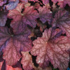 Żurawka 'World Cafe Shakerato' | Heuchera
