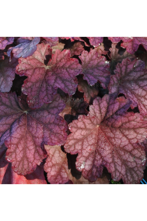 Żurawka 'World Cafe Shakerato' | Heuchera